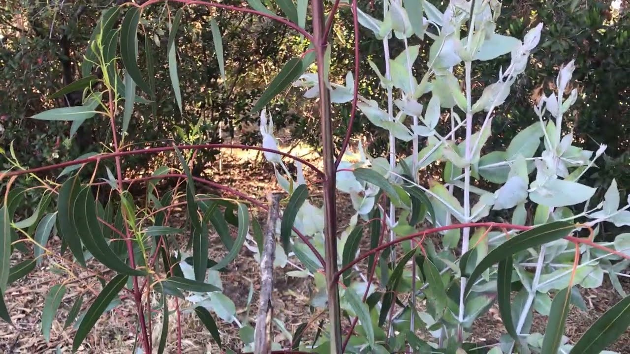 Eucalyptus globulus subsp. globulus part 2 and Eucalyptus sideroxylon (Red ironbark)