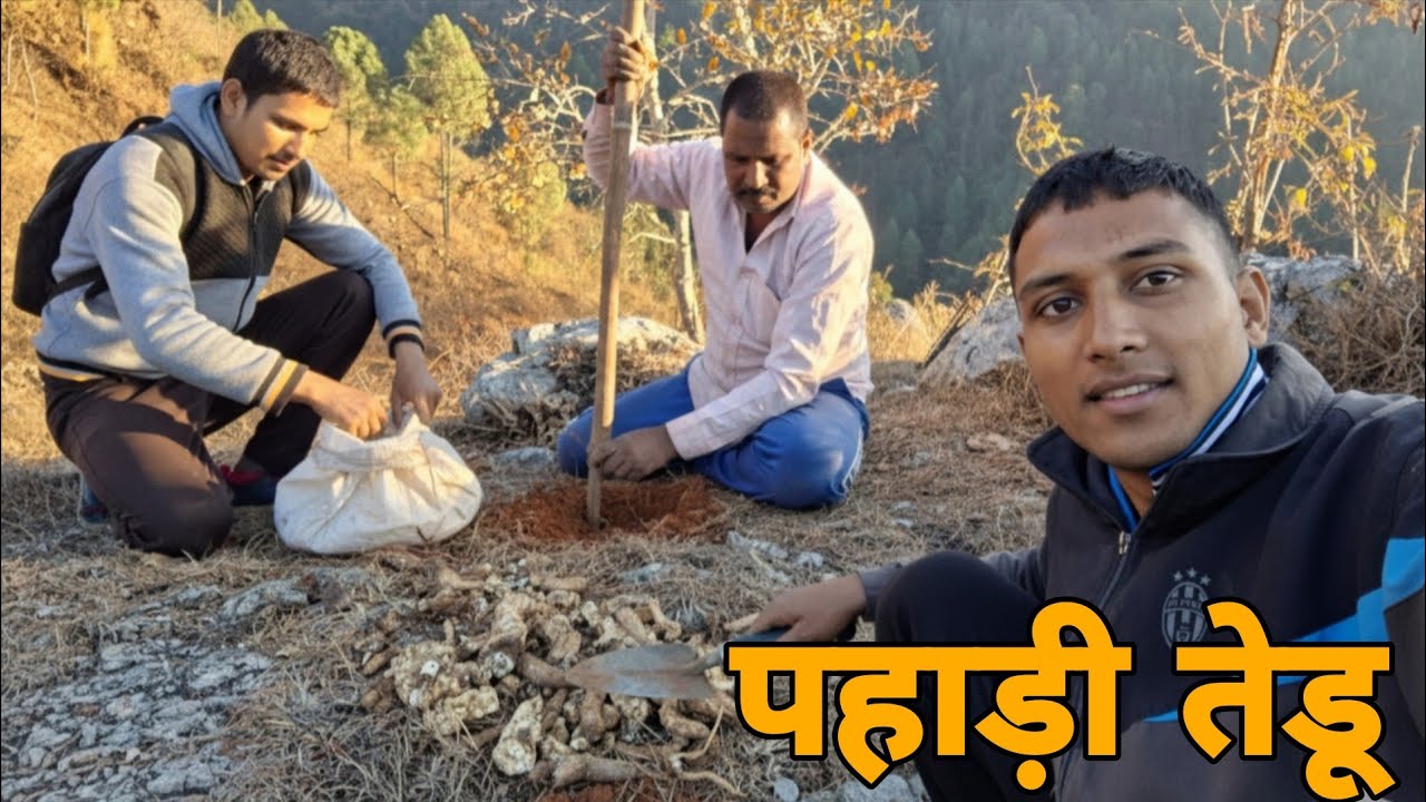 Real Pahadi Vlog 🏔️ | तेङू की सब्जी का जुगाड़ जंगल से