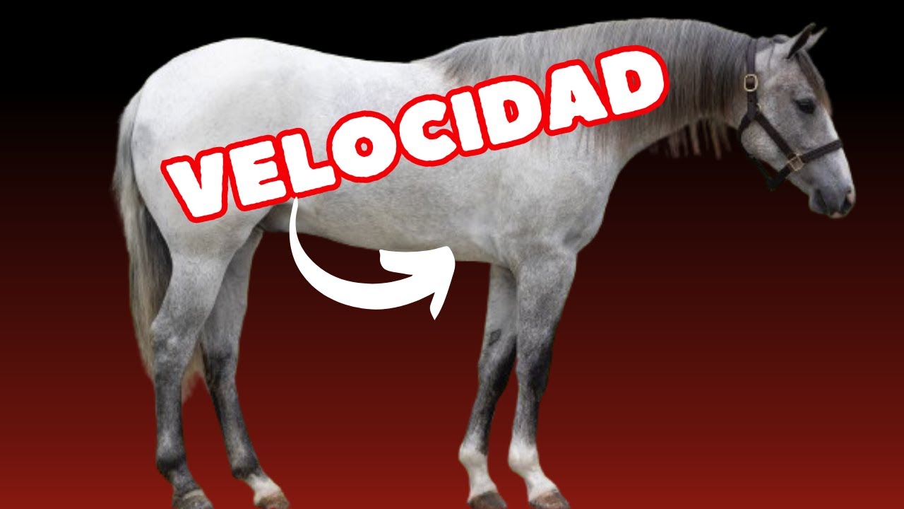 Cómo Mejorar la Velocidad de tu Caballo Cuarto de Milla