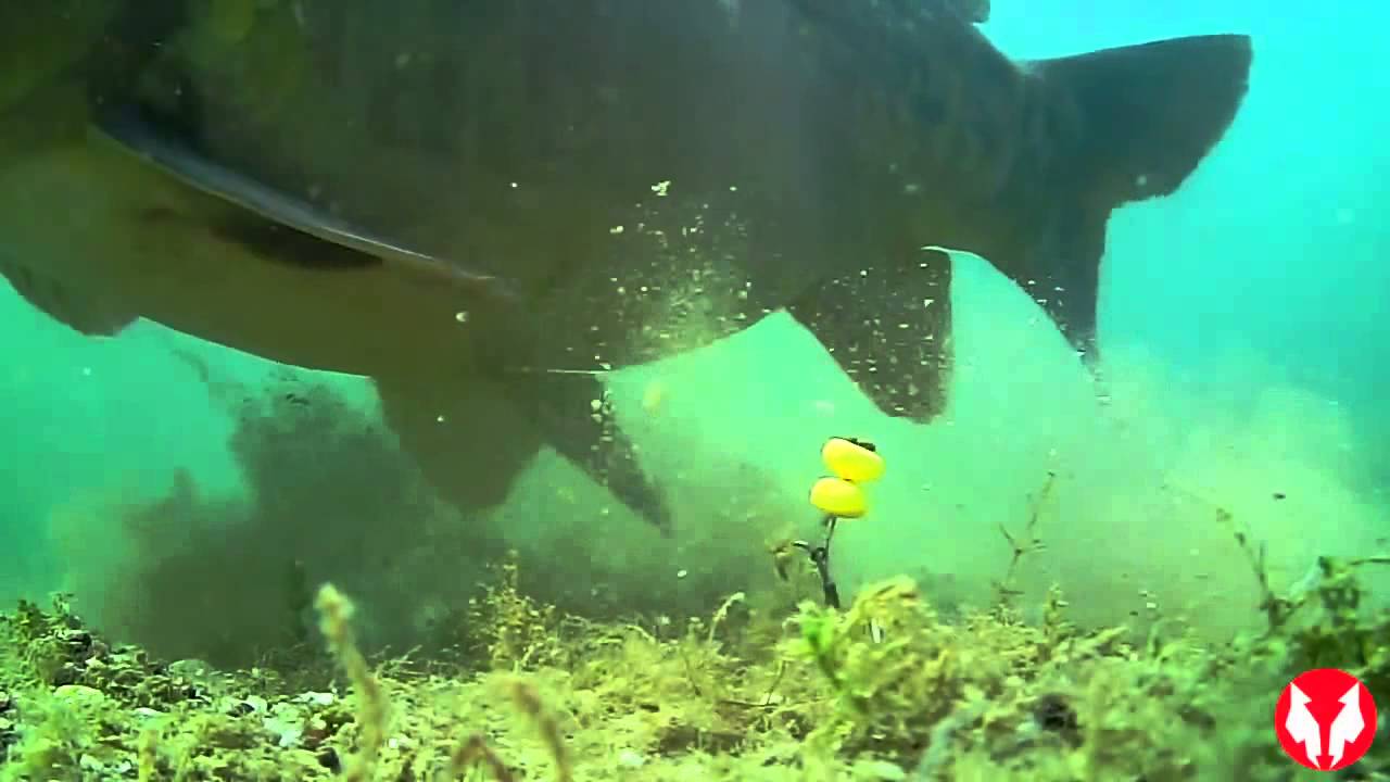 Water Wolf v&iacute;z alatti videokamera