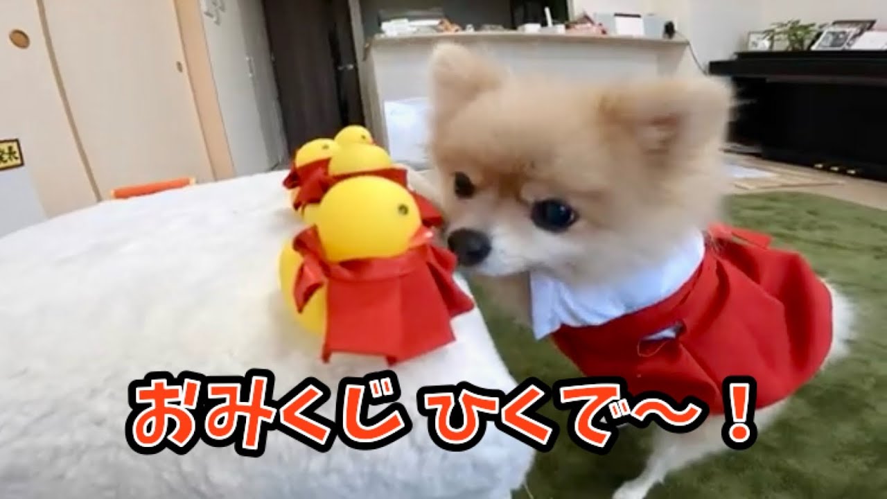 【迎春】開運ぽめ神社の「ひよこみくじ」🐥