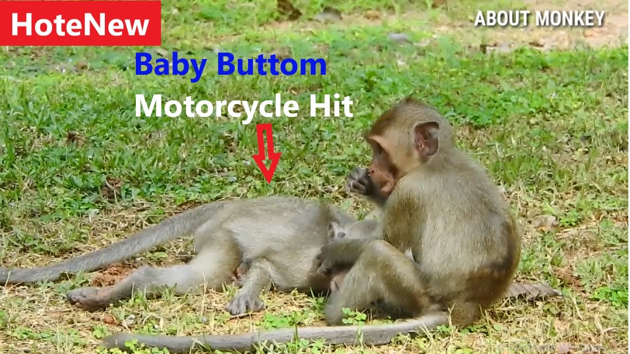 Hote New! Today Baby Monkey Buttom She Crosse The Road And Motorcycle Crush  Part#01