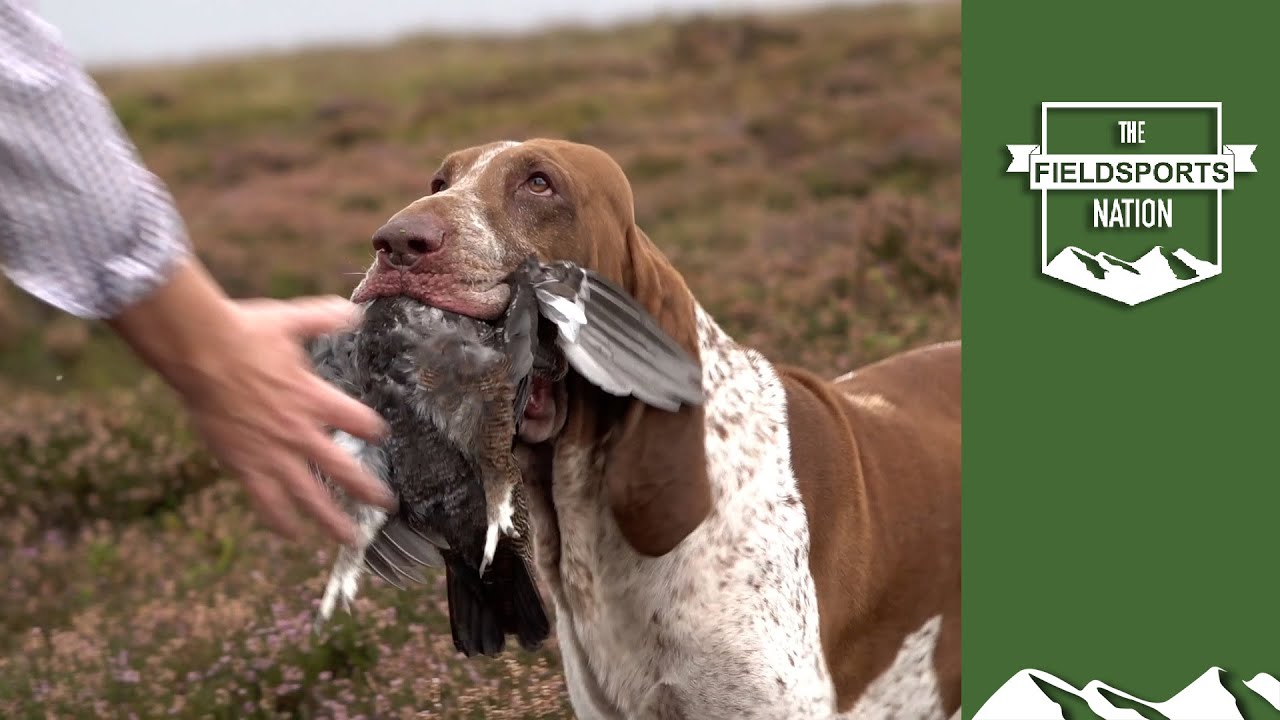 Walked-up grouse over German wirehaired pointers and a bracco Italiano