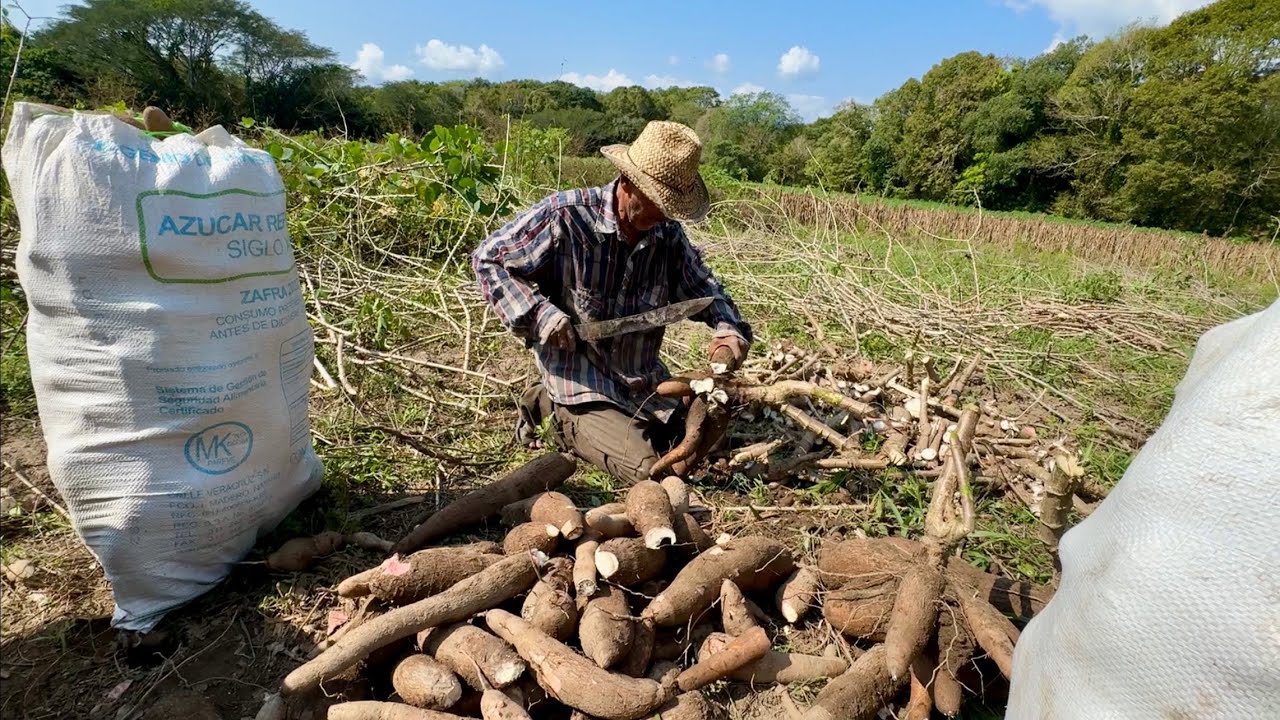 As&iacute; cosecha la Yuca o Camote de palo un se&ntilde;or agricultor del campo en Oaxaca #mexico #campo