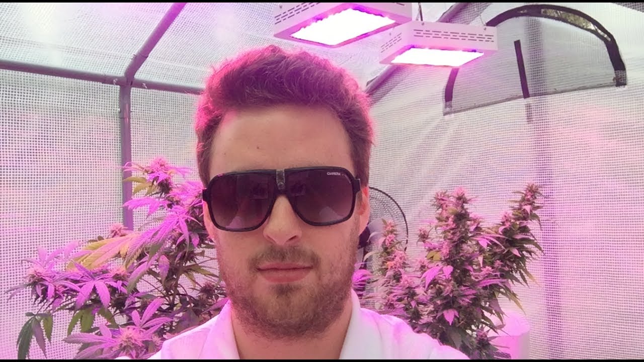Welcome to GreenBox Grown! (Cannabis Growing Starter Kits)