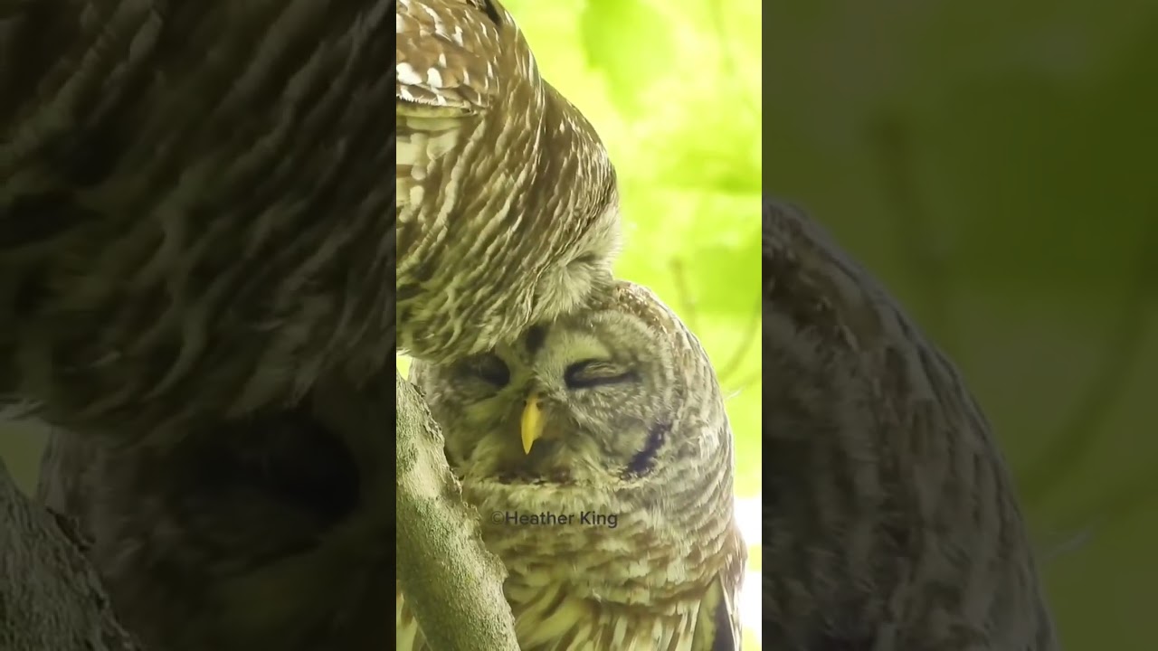 Barred owls in love #owls #lovers