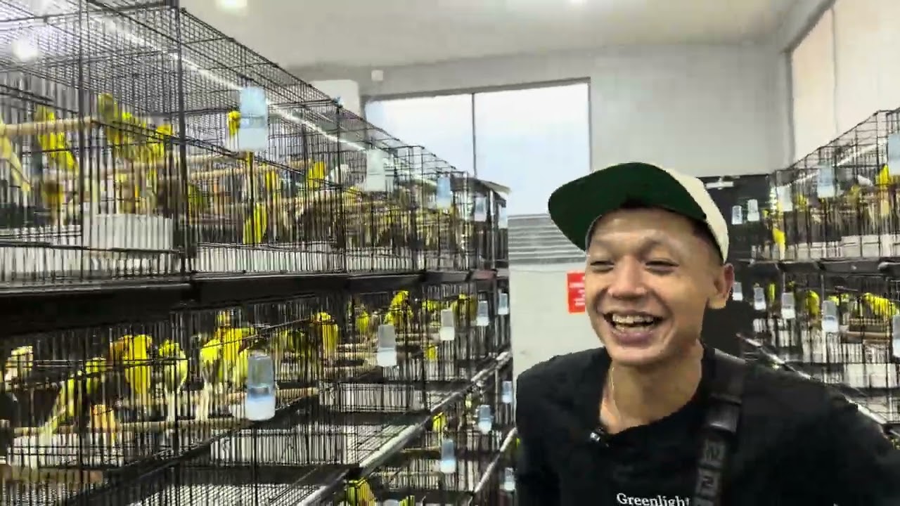 MUSIM IMPORT SELESAI ❗️ Kenari Import Tidak Akan Masuk Lagi 😭