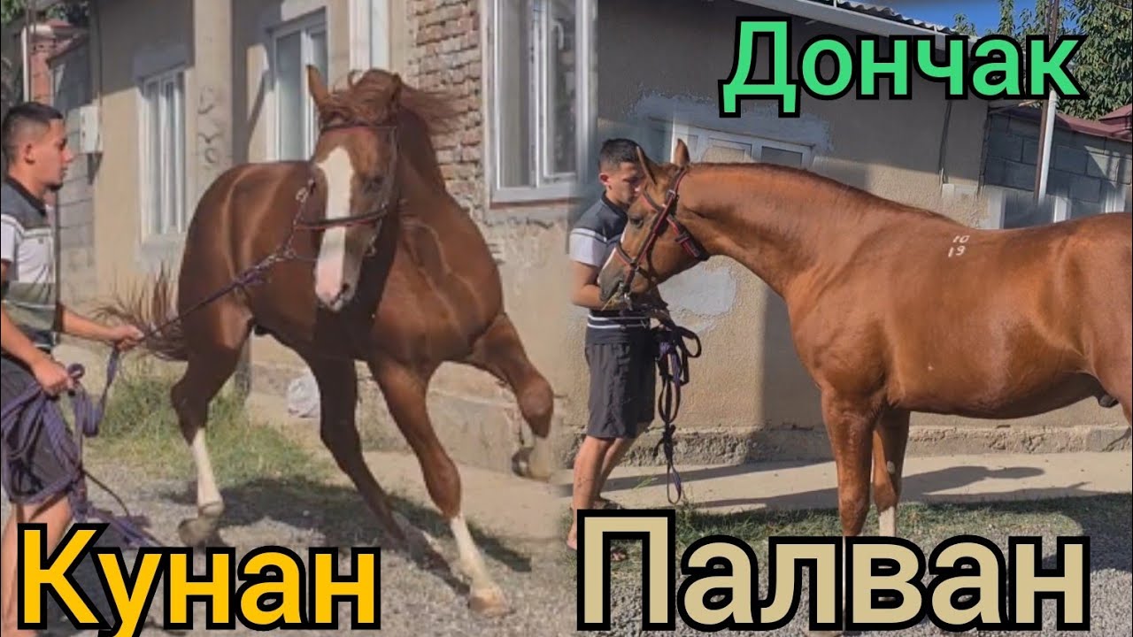 кличка ПАЛВАН 🔥дончак КУНАН Ошто САТЫЛАТ