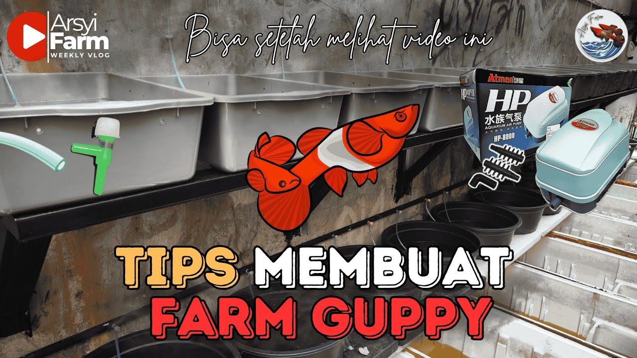 KUPAS TUNTAS CARA PEMBUATAN FARM GUPPY DAN APA SAJA YANG DIBUTUHKAN