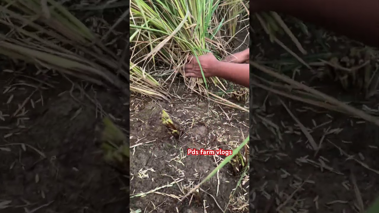 Farming in rice&rsquo;s-#ytshorts #ytshortsindia #garden #rice #kisan
