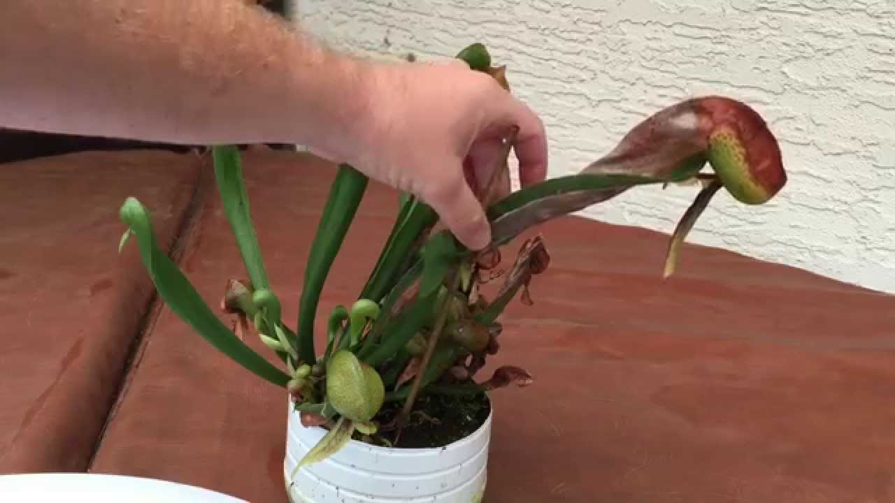 DISSECTING A COBRA LILY - INSIDE THE STOMACH OF A CARNIVOROUS PLANT