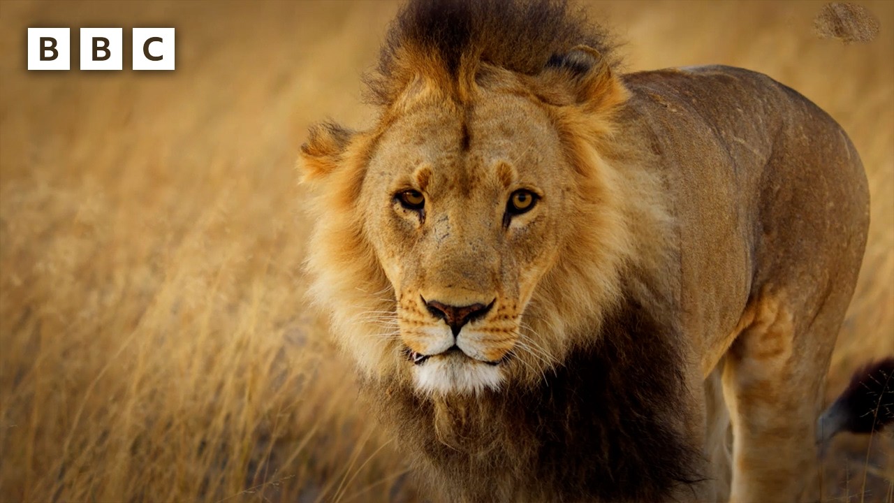 How does a lion survive with a broken leg? | Big Cats 24/7 Series 2 &ndash; BBC