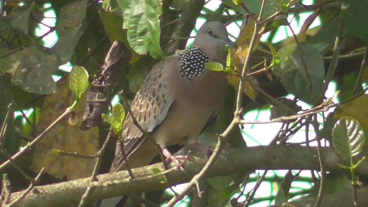 CLip 31 Bổi Tơ Châu Thành