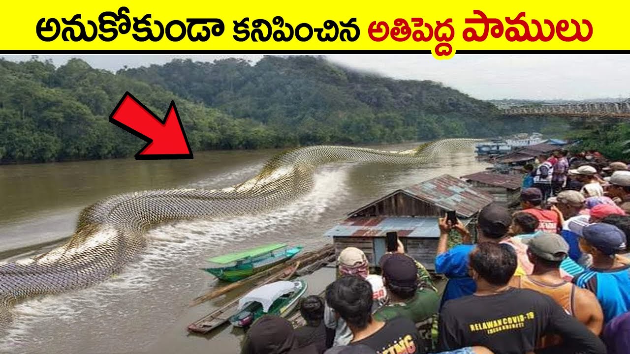 🔵 మనుషుల్ని కూడా చంపే అతిపెద్ద పాము | world's biggest snake caught on camera in telugu | giant snake