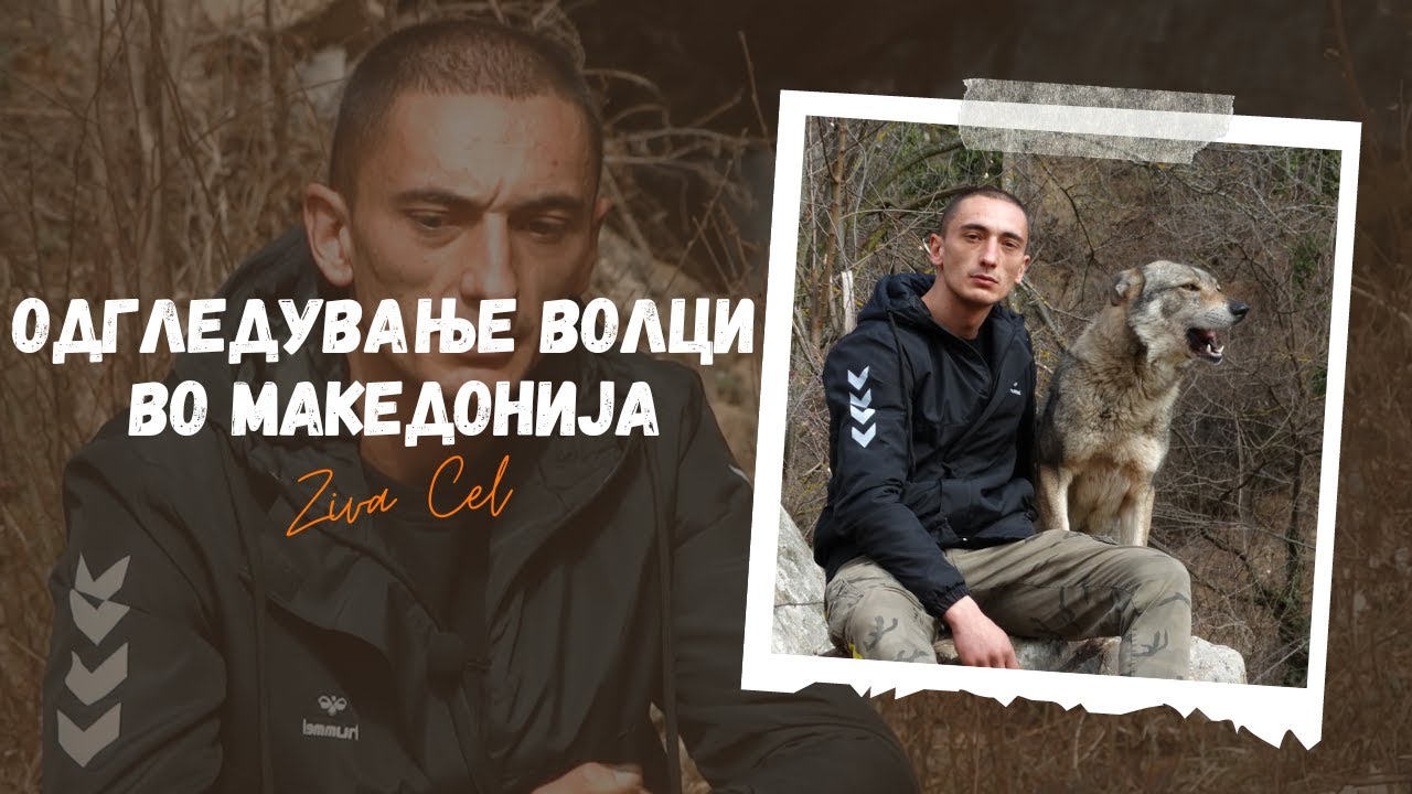 Odgleduvanje volci vo Makedonija | S2E9 - Ziva Cel