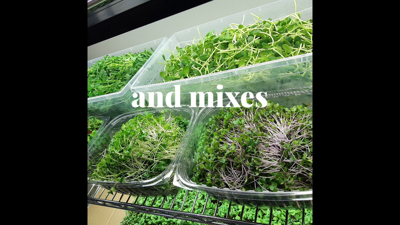 MicroBliss microgreens available in Paris Ontario and Brant County area. Free delivery.