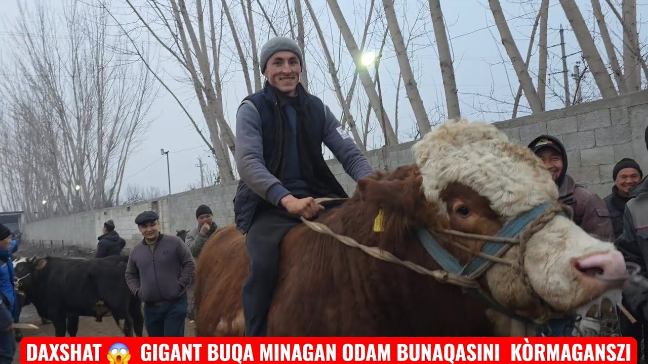 MANA BUQA BOZOR NIMA BB KETDI TAROZIGA VA TIRIK OYOĜICHA QANCHA BOʻLYABDI 🔥🔥