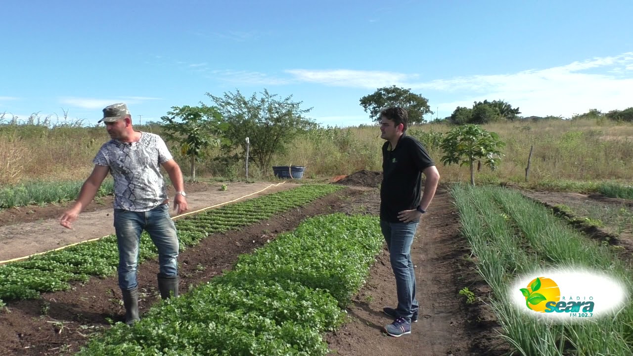 Empreender no Campo #15: Horta de Cheiro Verde em Assentamento Raposa - Nova Russas-CE