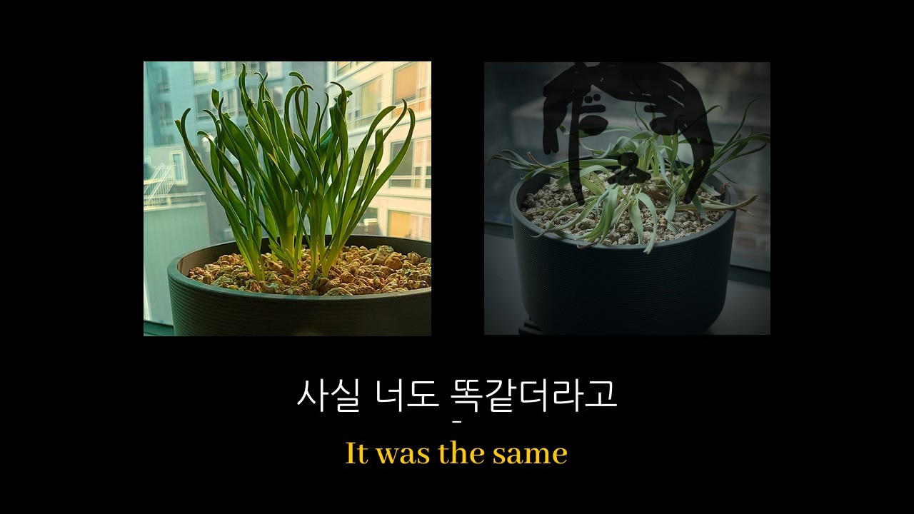 초보 식집사의 삶 | 30대 일상 브이로그