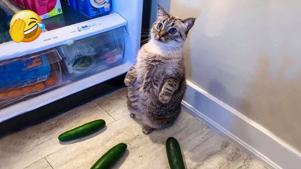 You Laugh You Lose 😂 Funniest Cats and Dogs 2026🦴😼 Part 8