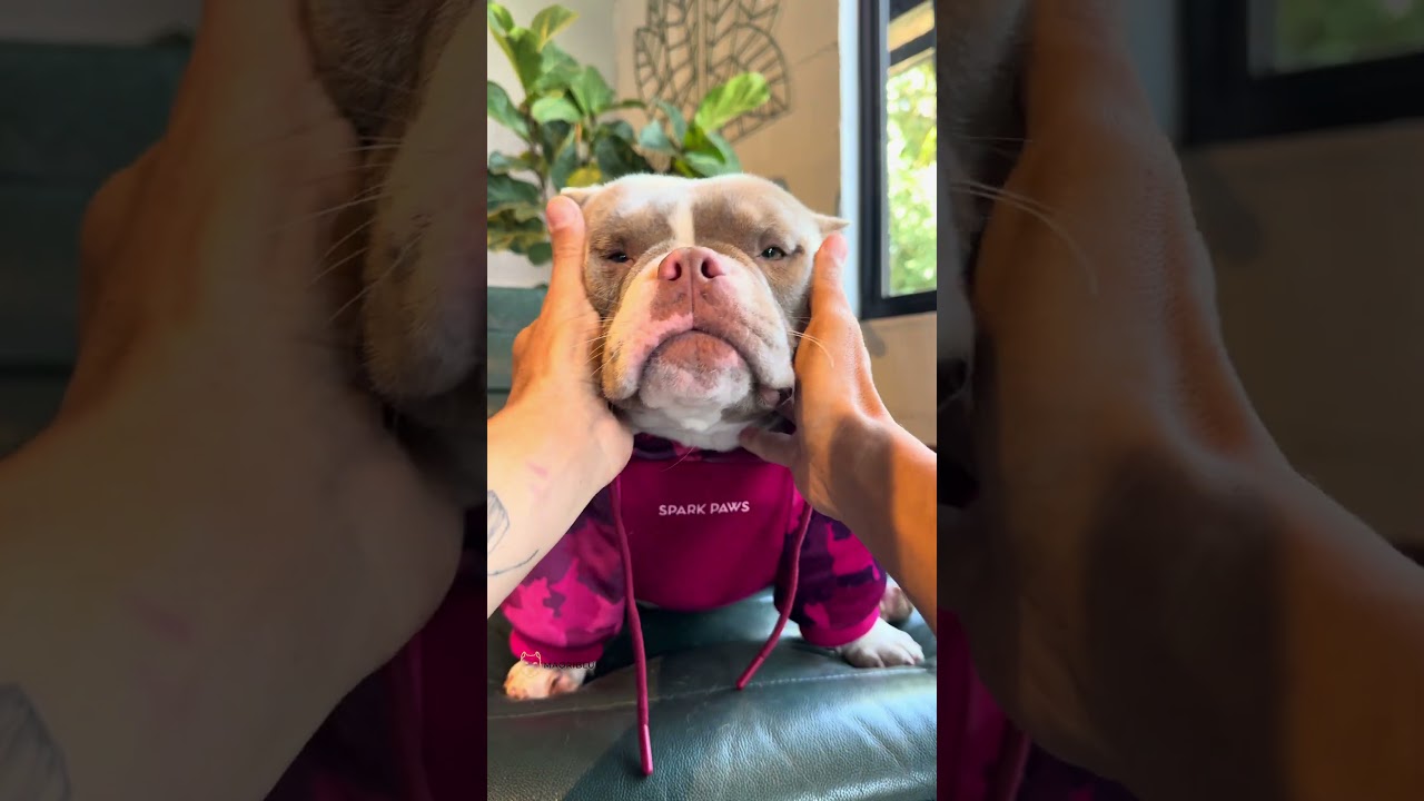 Mc Mar&ecirc; 🤩🐾🤣 #americanbully