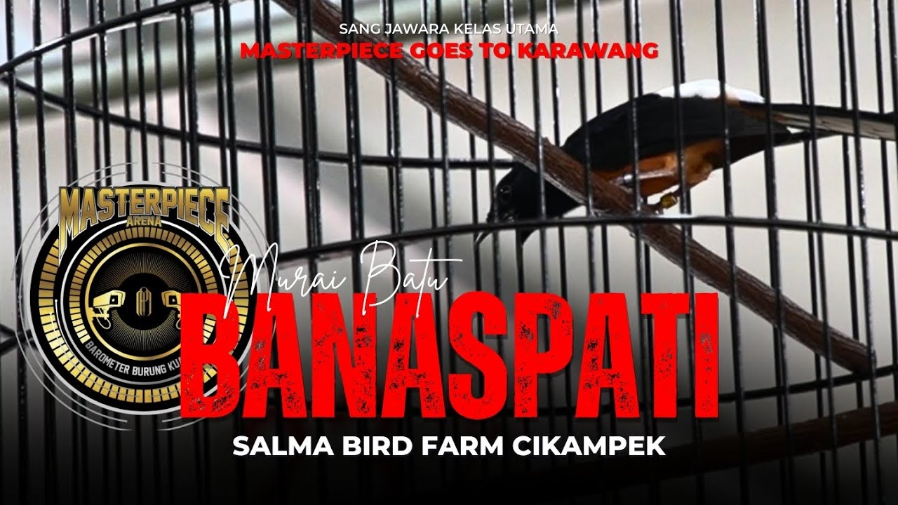 Murai Batu BANASPATI❗Sang Juara Kelas Utama Masterpiece Goes To Karawang❗❗❗