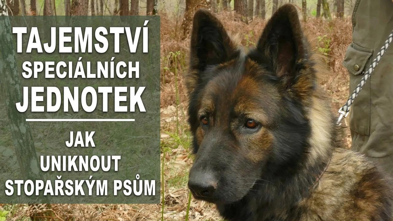Tajné triky speciálních jednotek: Jak utéct psím stopařům