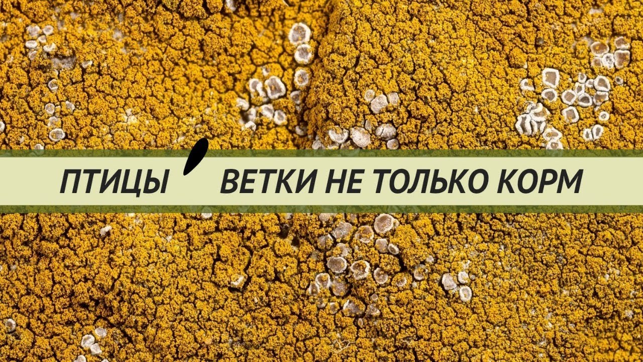Ветки, травы, кора, специи, лишайники для птиц