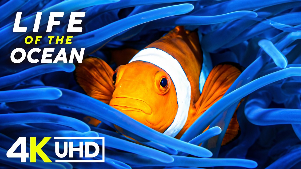 Жизнь океана 4K ULTRA HD - Глубоководные и коралловые рифовые животные под нежную медитативные ме...