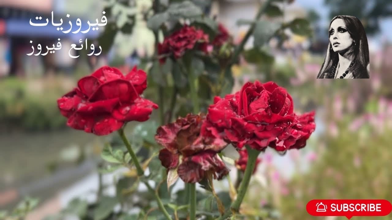 أجمل صباح مع أغاني فيروز مع فنجان القهوه صباحكم بكل خير 🤍#فيروزيات #فيروز #فيروز_وقهوة