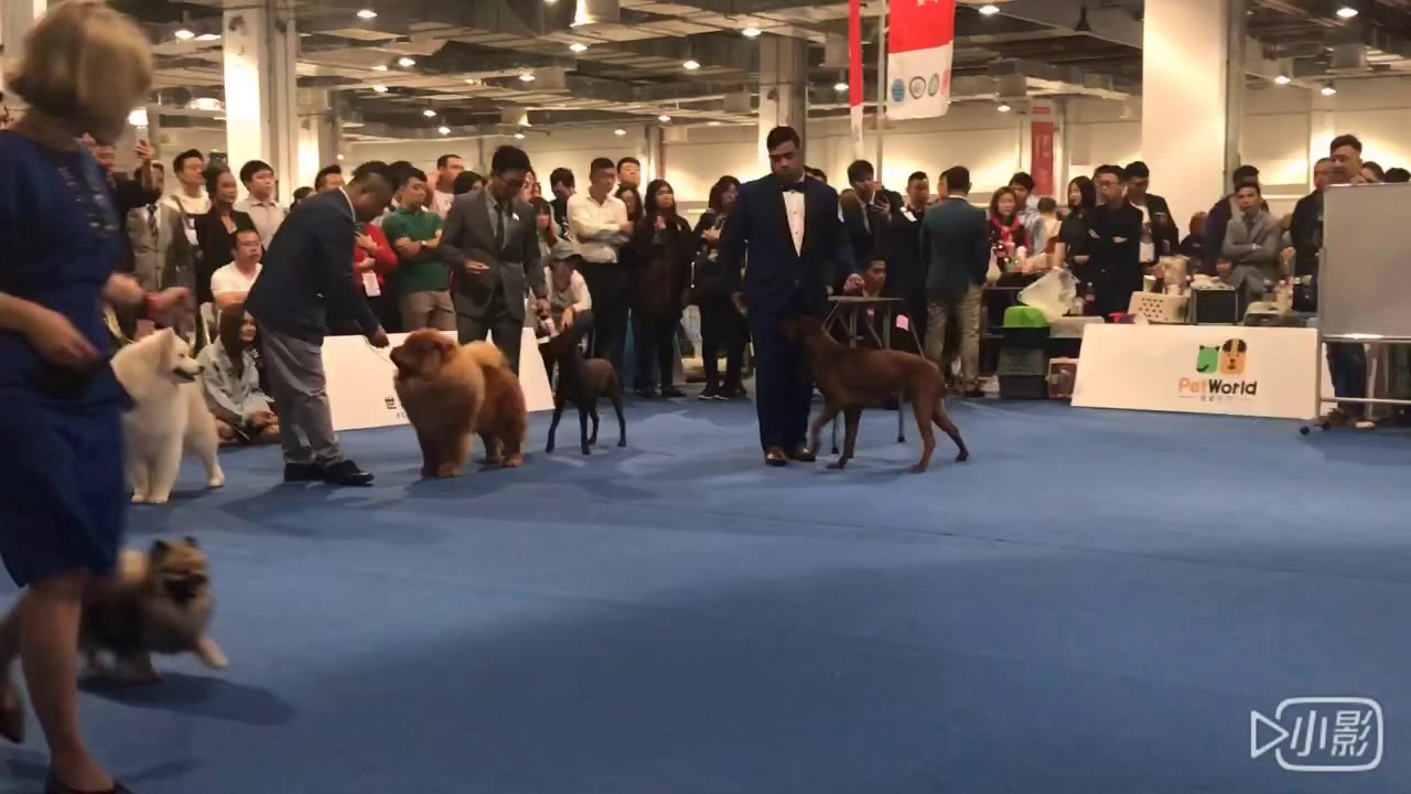 台灣犬在上海世界杯犬種群入賞精彩時刻