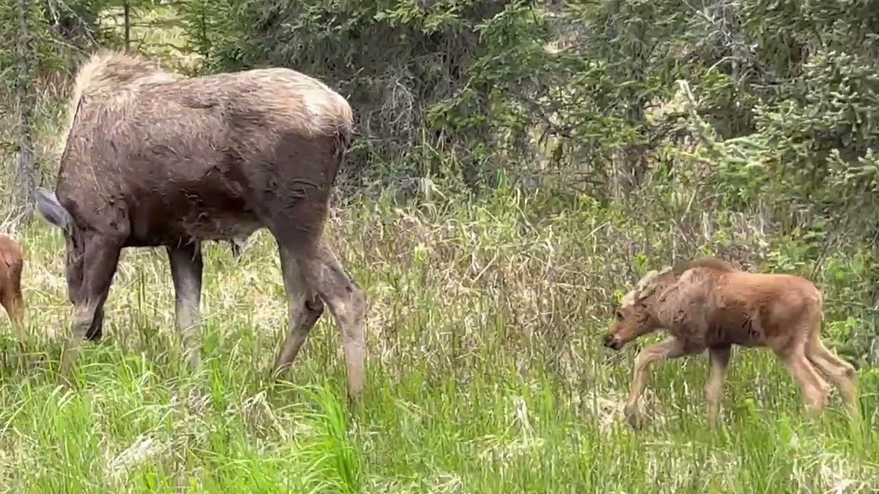  moose and babies 
