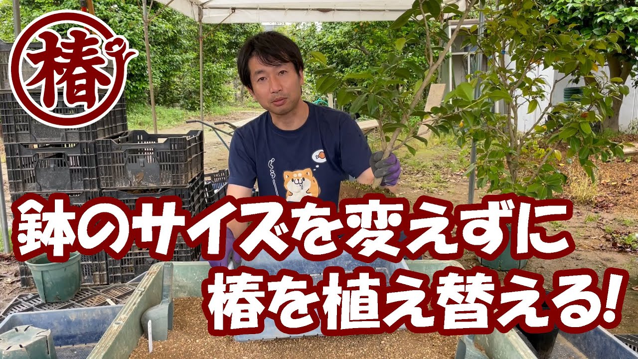 椿の育て方・鉢を大きくしたくない！