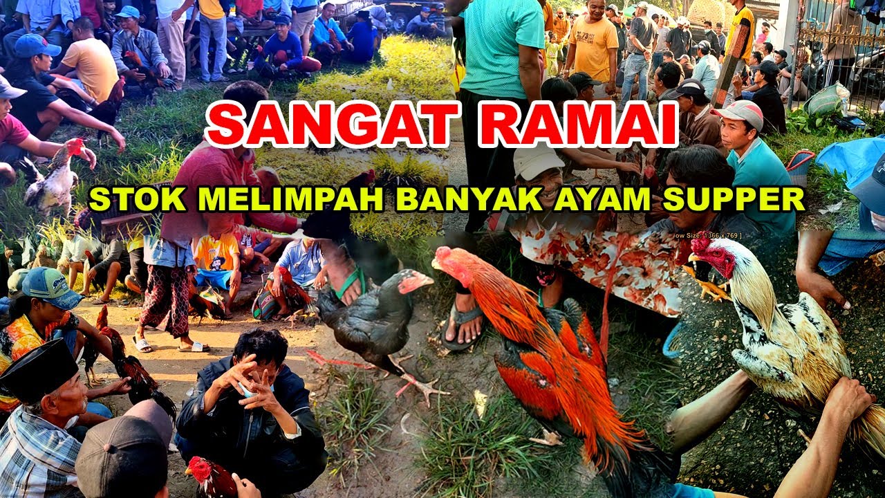 Pasar Ayam Bangkok yang Selalu Ramai | Banyak Pilihan Ayam Bangkok Super Bagus