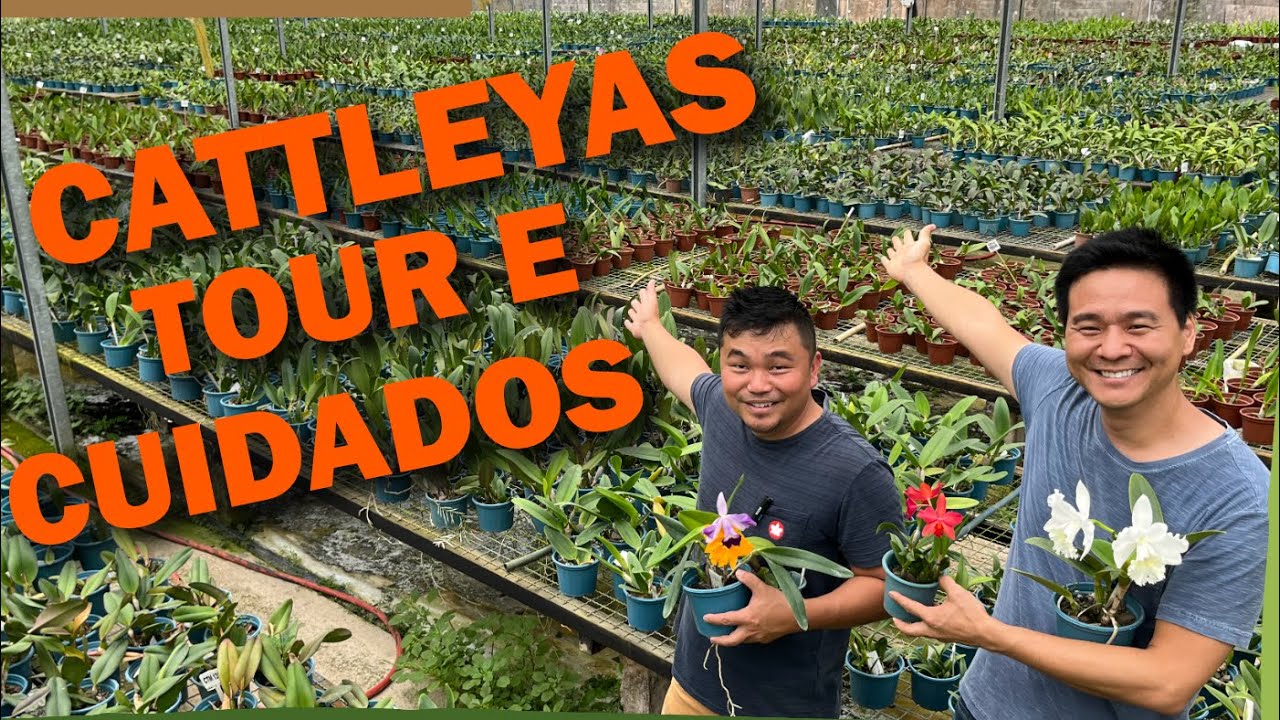 Tour e dicas das Orquídeas Cattleyas