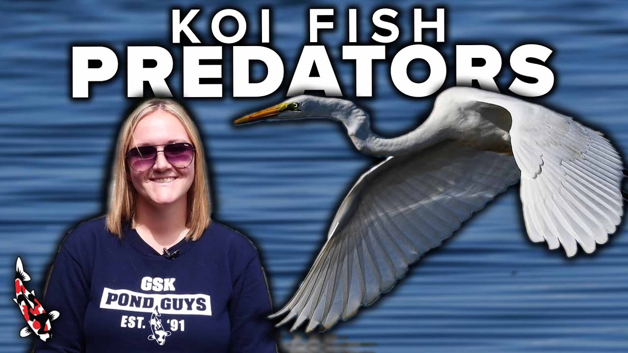 How To Protect Your Pond From Predators