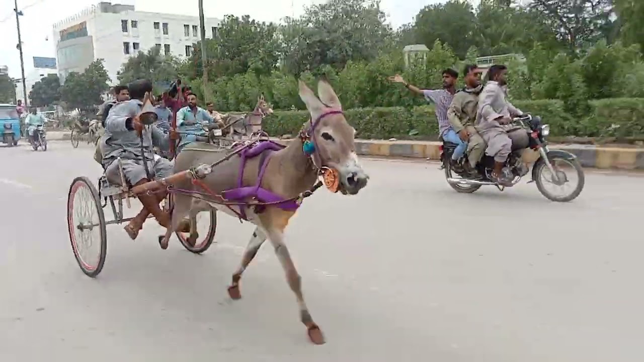 new donki race jakki wala vs bijli