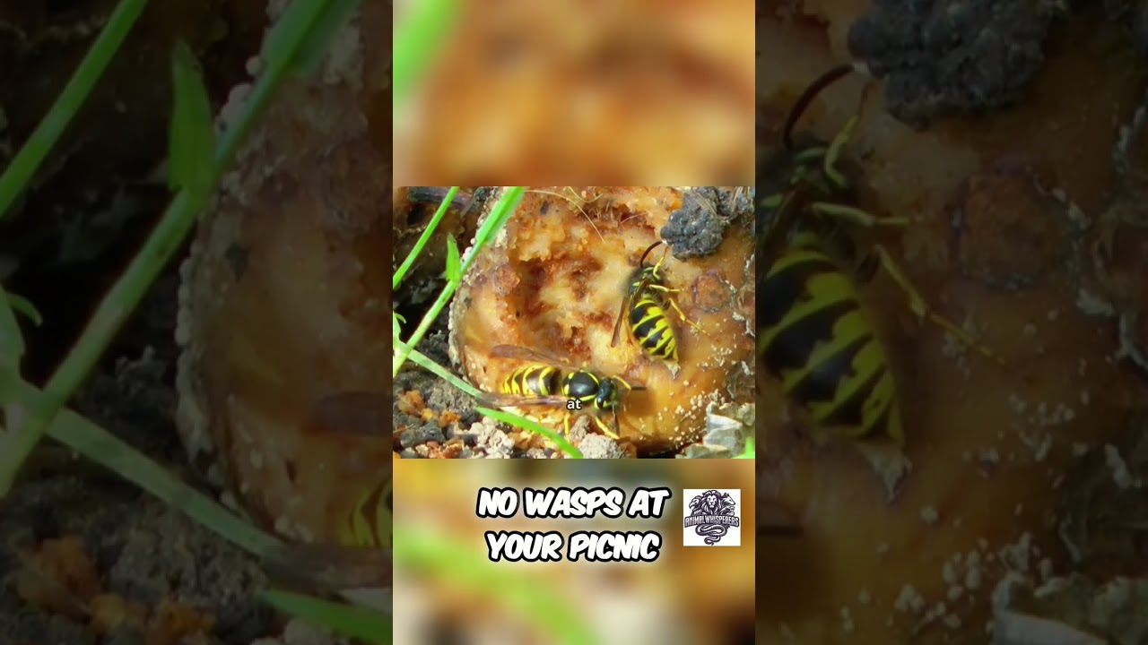 Insect Apocalypse: Why Losing Bugs Means Losing Food!