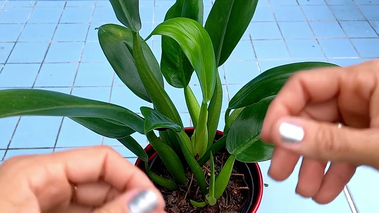 PACOV&Aacute; APRENDA COMO CULTIVAR ESSA PLANTA LINDA!
