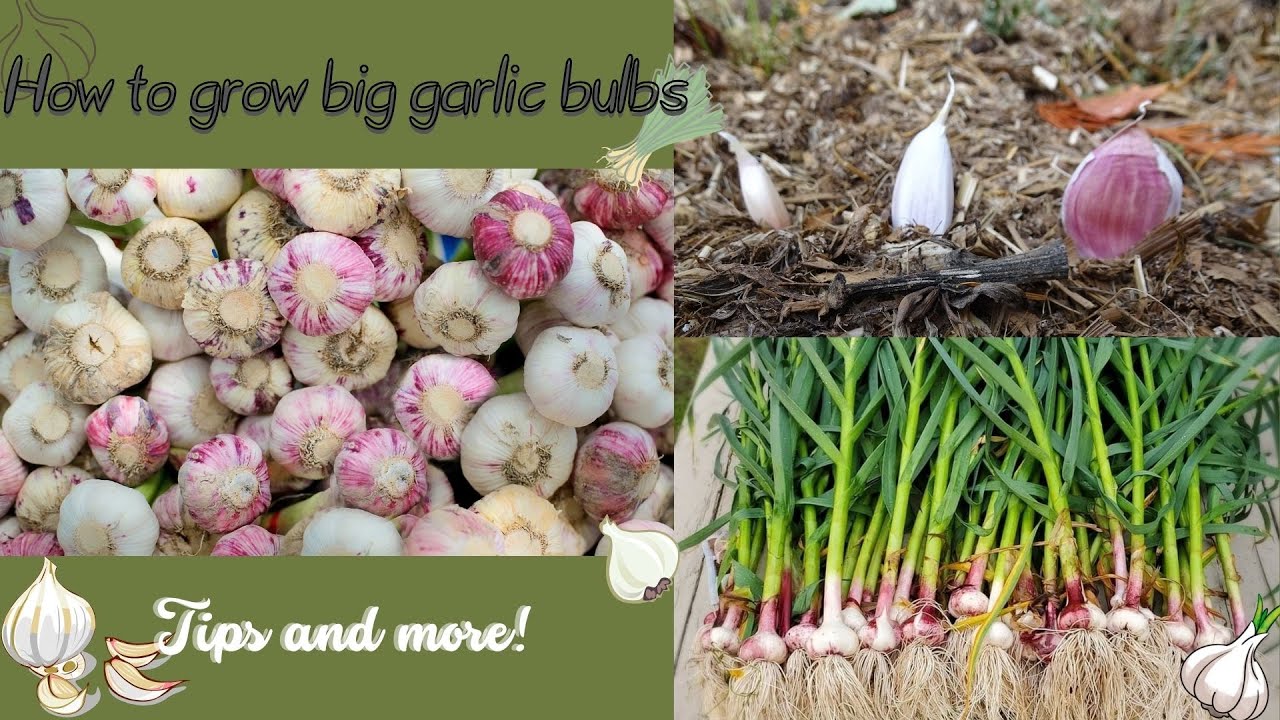 Planting garlic in less then 15 minutes to get bigger bulbs!
