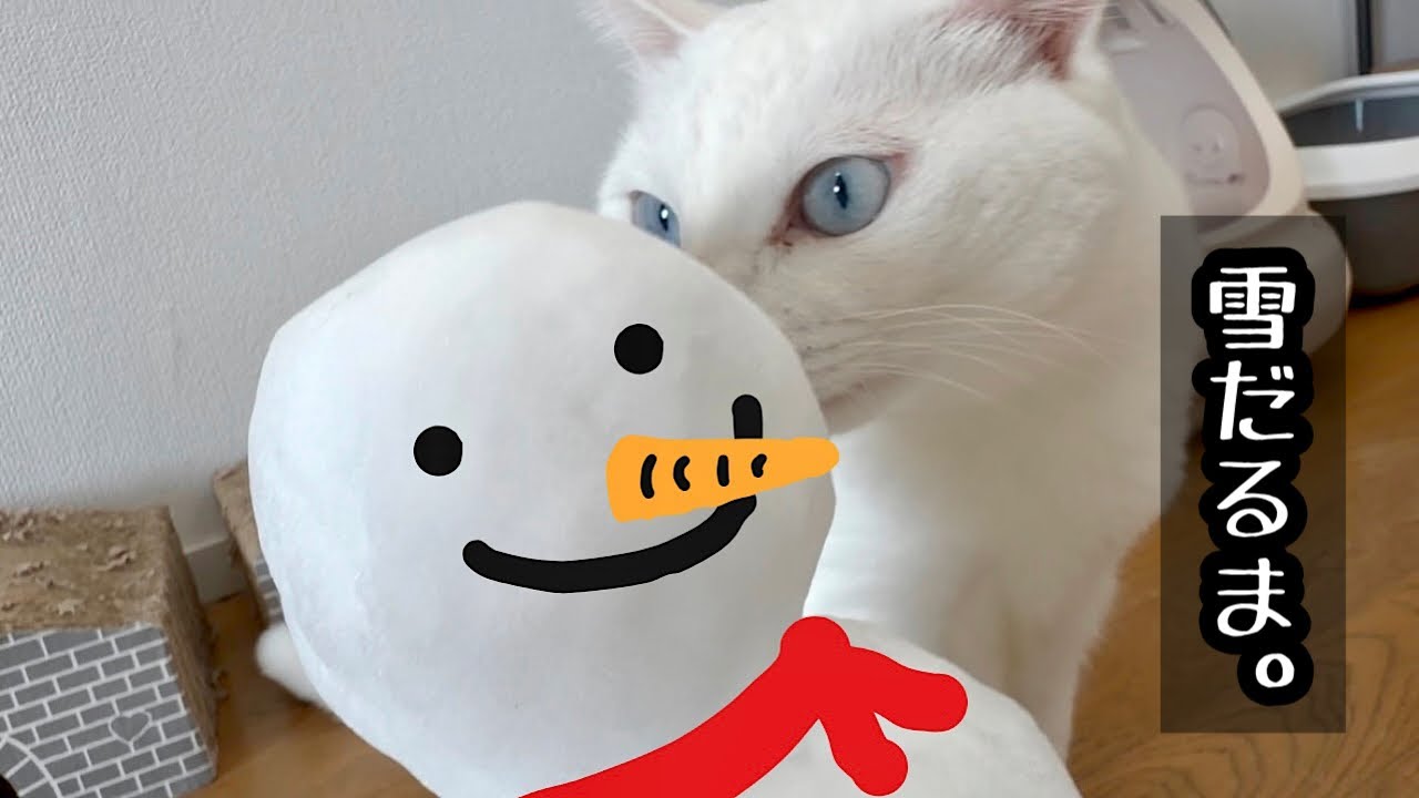 寒波到来！！初めて触る雪にびっくりする？【白黒猫と雪】