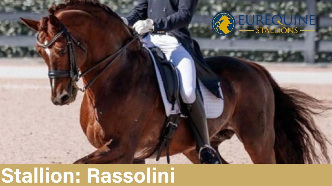 Stallion: Rassolini