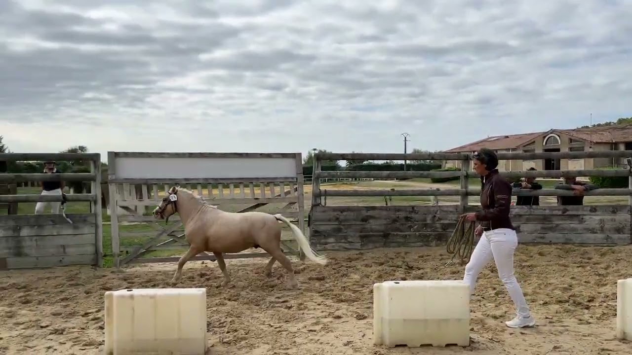 Jilikix des Bertaines. Saut en liberté première fois.