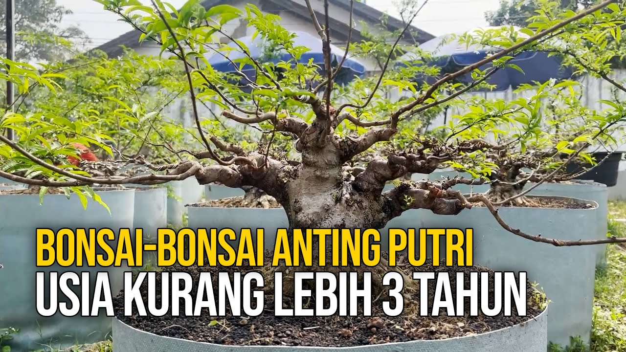 Bonsai-bonsai Anting Putri Usia Tiga Tahunan