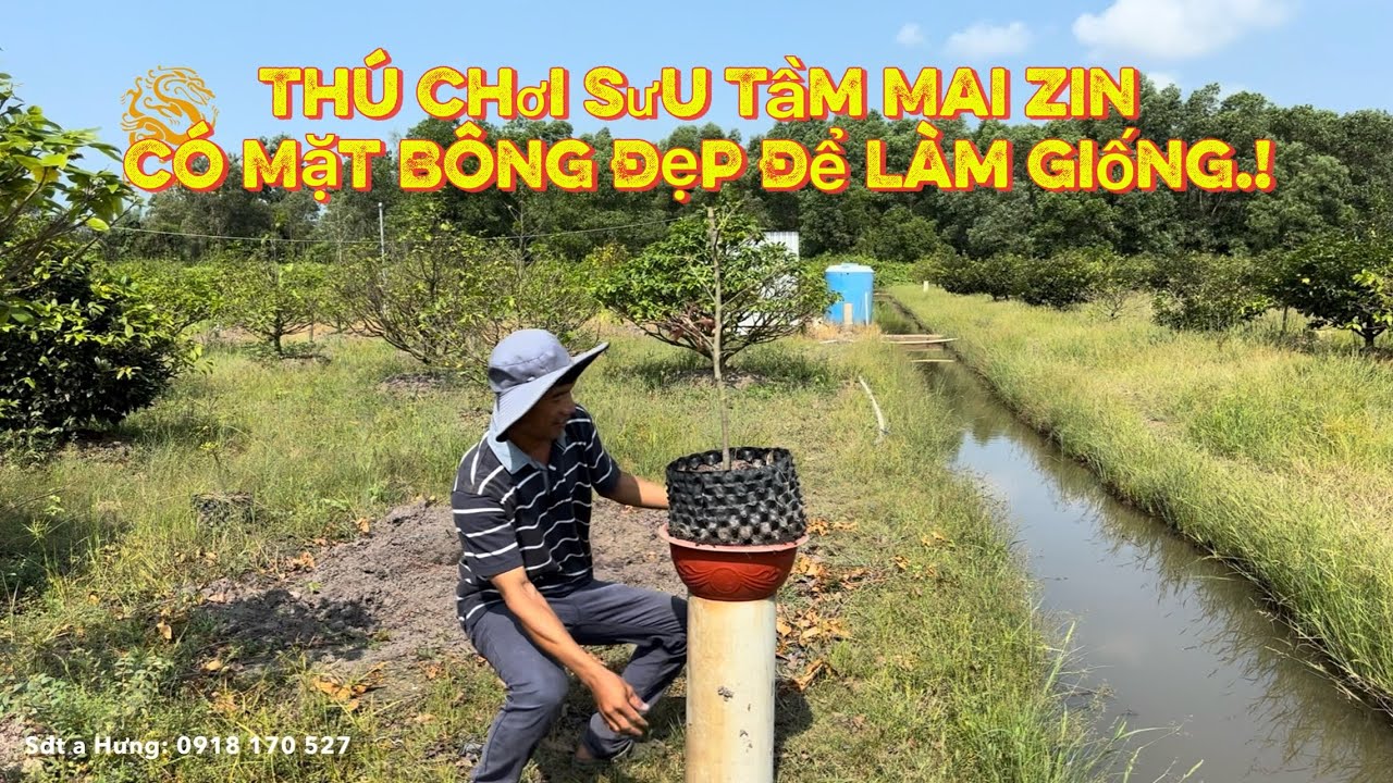 💥Thú chơi sưu tầm Mai Vàng zin bông đẹp để làm giống ở làng Mai Vàng Bình Lợi|Vùng Đất Rồng 