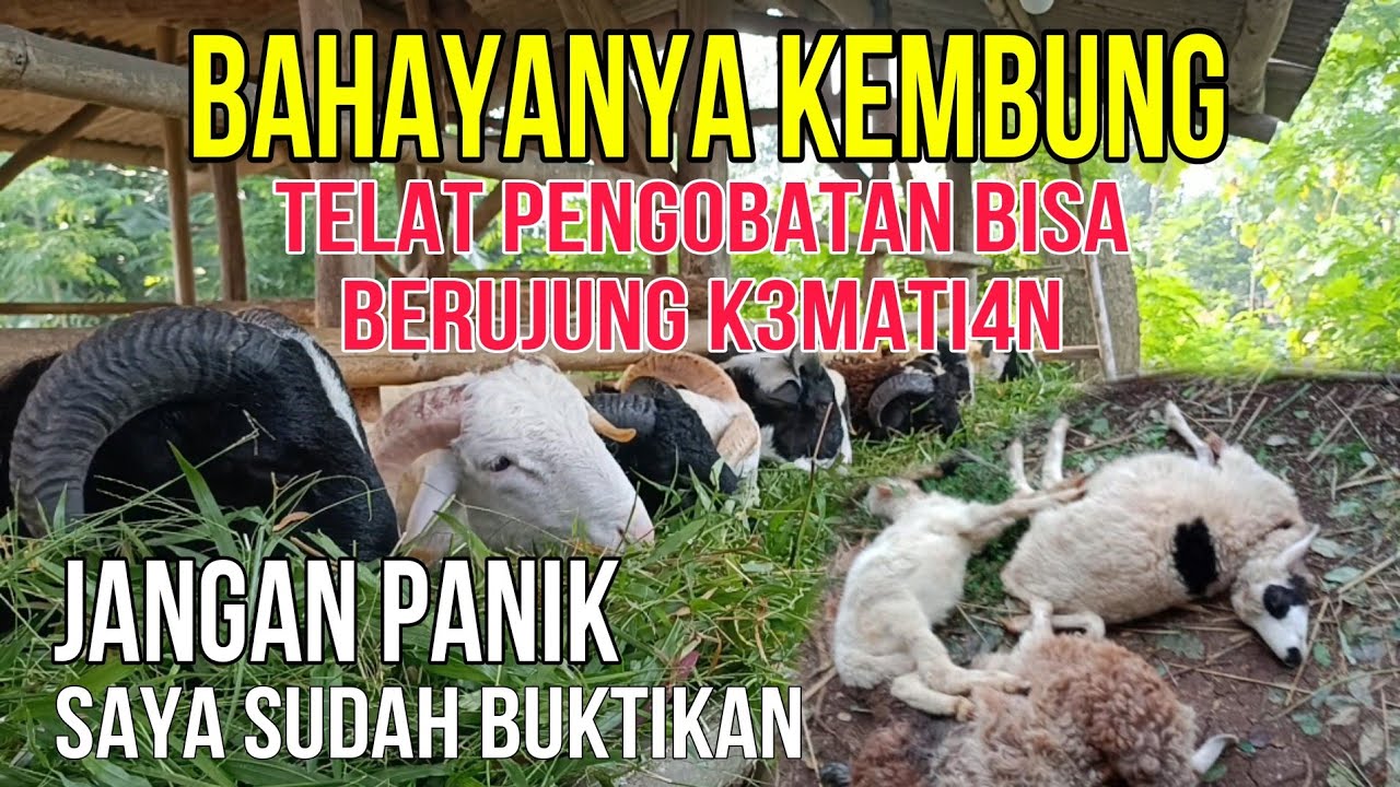 CARA MENGATASI DOMBA KEMBUNG 1 JAM SEMBUH KEMBALI