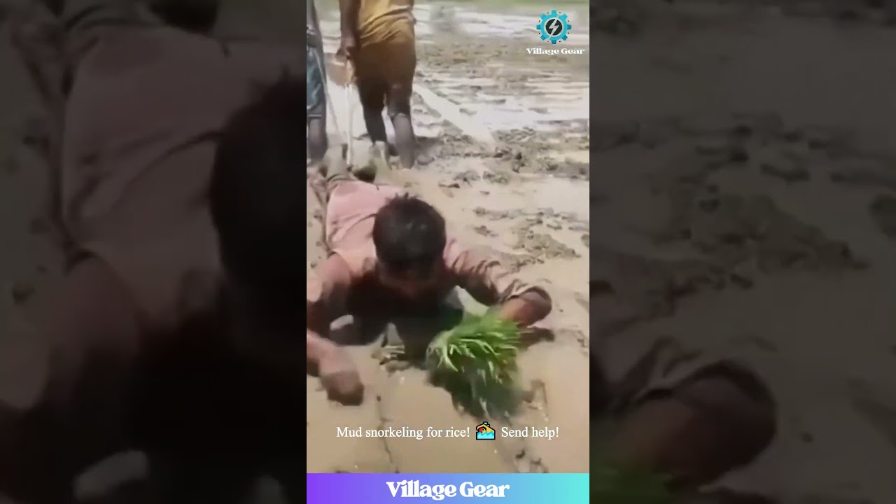 Rice Planting Olympics?!🏅These Farmers are WILDIN' OUT! 😂 #farminglife #funnyvideos  #extreme #lol