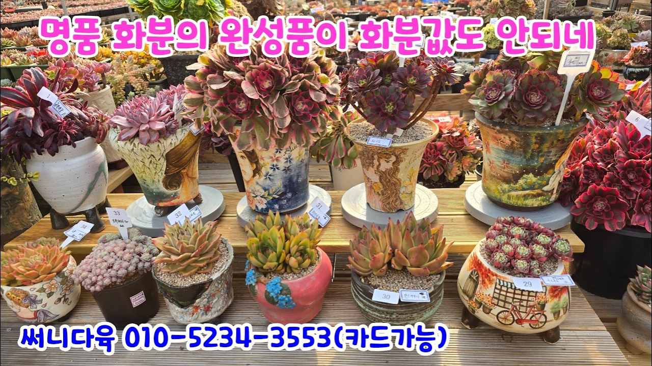 260226📍#써니다육 블랙스완 핑크오로라 핑크안나 아연 스트로베리 야누스금 핑크여정 운화 청사과 폴라리하트 꽃돛단배금 흑사금