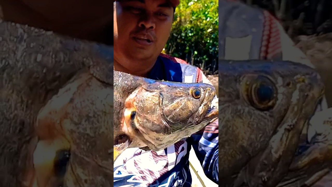 #Anjoemara #aimara #wolffish #suriname ##guyana #trinidad #nederland #belgie #brazil