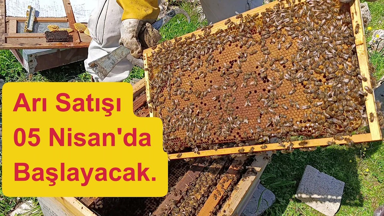 Arılarda Son Durum #arıcılık #beekeeping